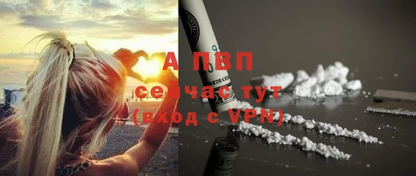 прущие грибы Корсаков